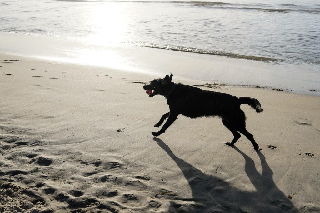 狗在海滩上奔跑