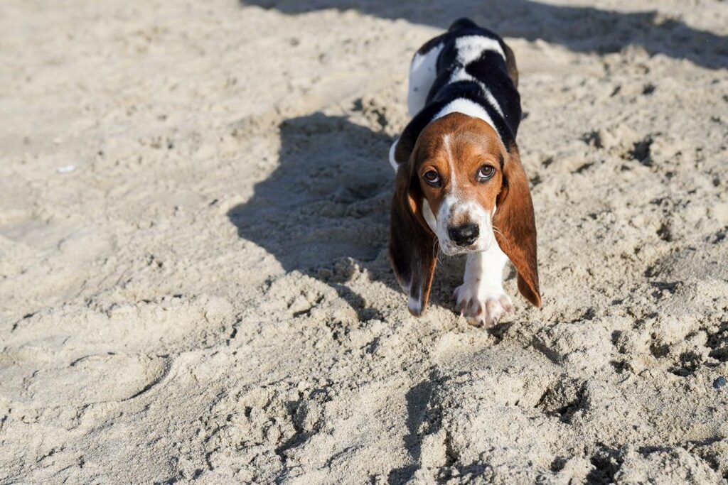沙滩上的小猎犬