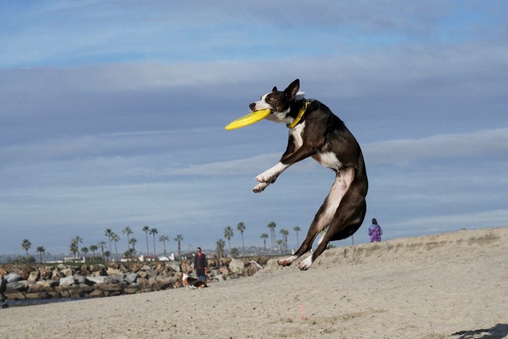 狗在海滩上玩飞盘