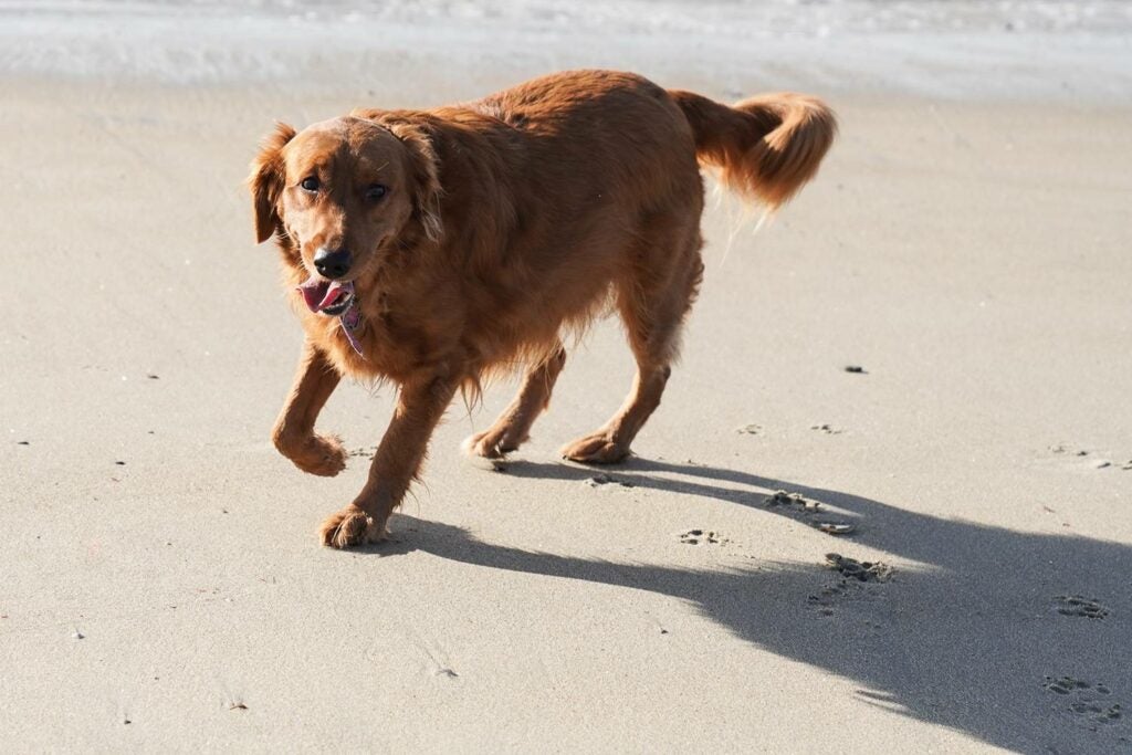 海滩上的寻回犬