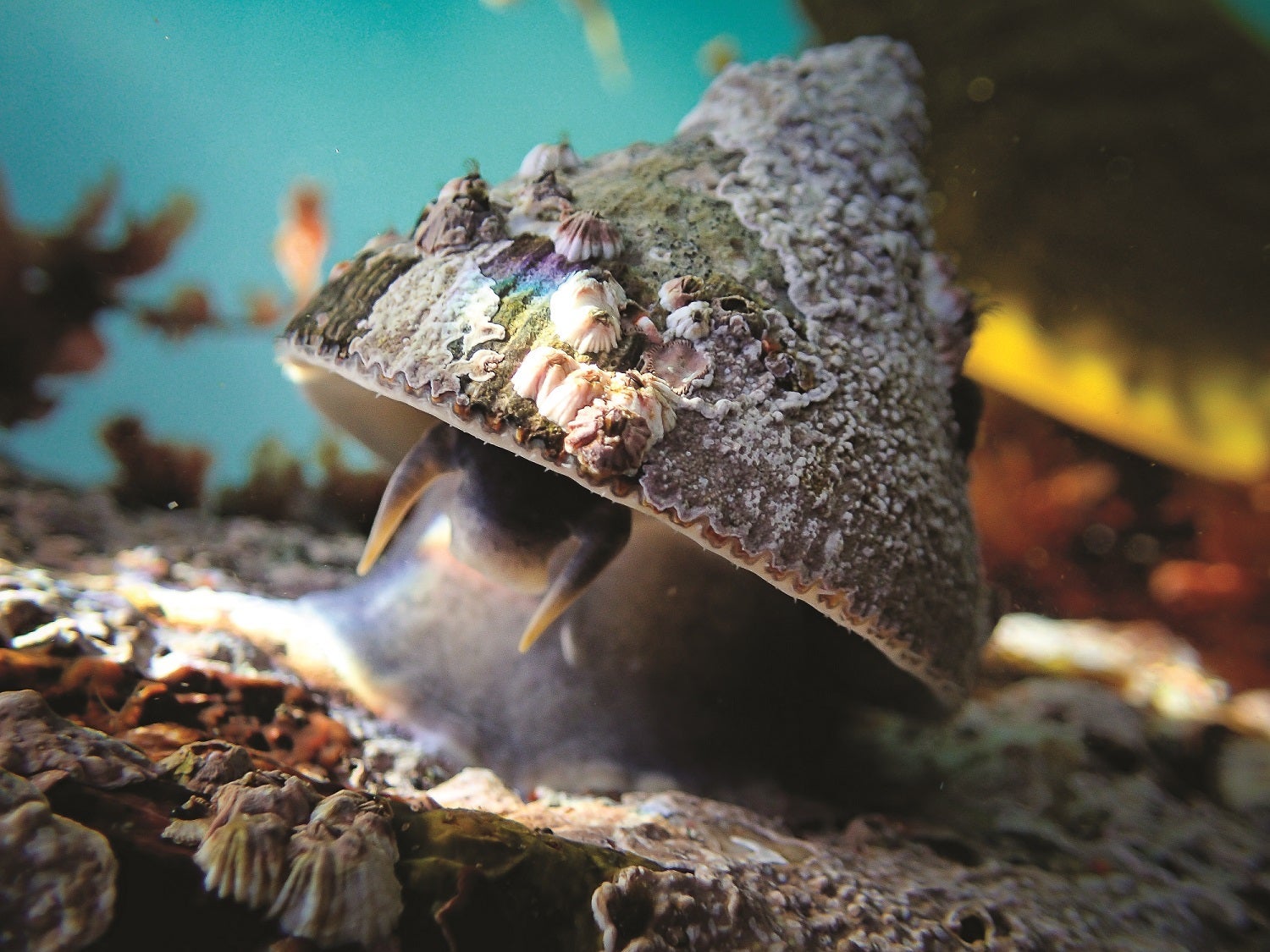 一只帽贝等着砸在海带的叶子上，海带被洗到壳下。