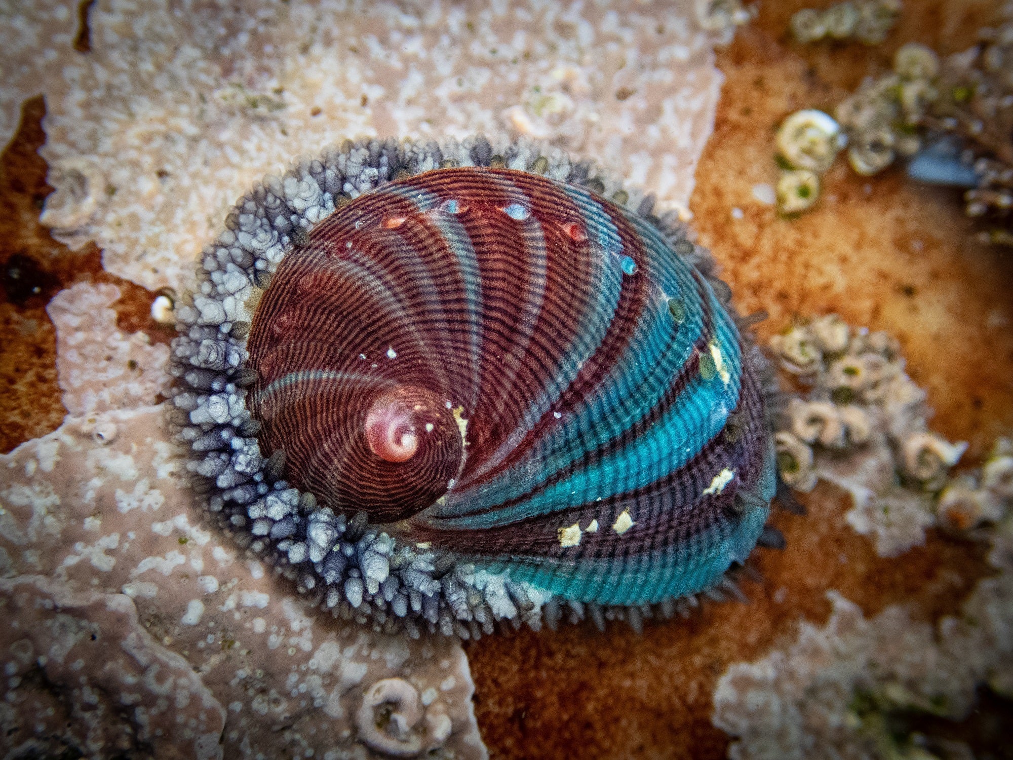 通过观察幼龄鲍鱼壳上的颜色图案，就可以知道它吃了什么。