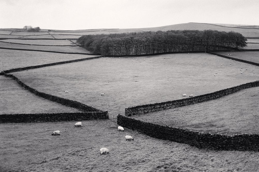 “绵羊牧场，约克郡山谷，约克郡北部，英格兰，1983年，”迈克尔·肯纳。