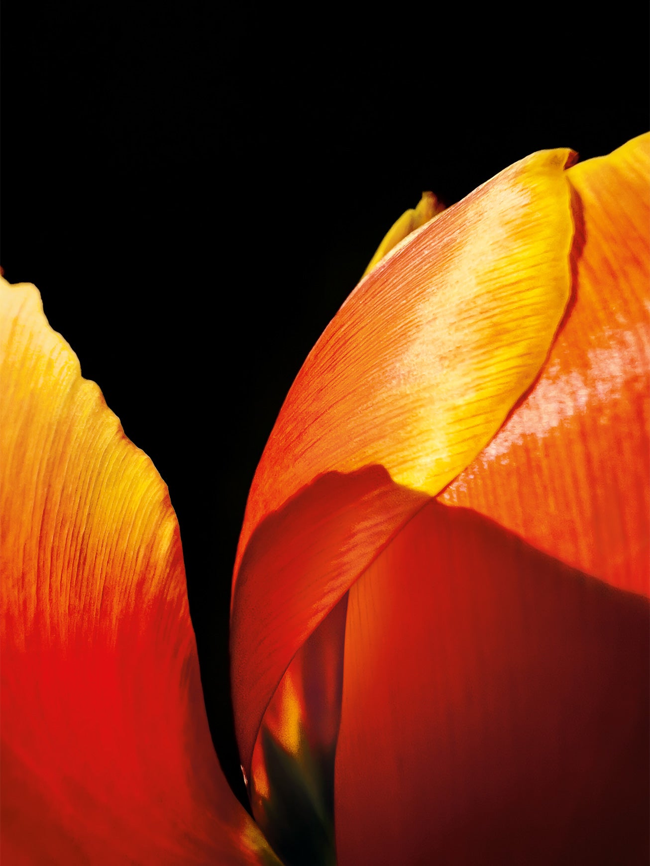 阳光照射到橙色的郁金香花瓣，苹果在iPhone上拍摄的宏挑战