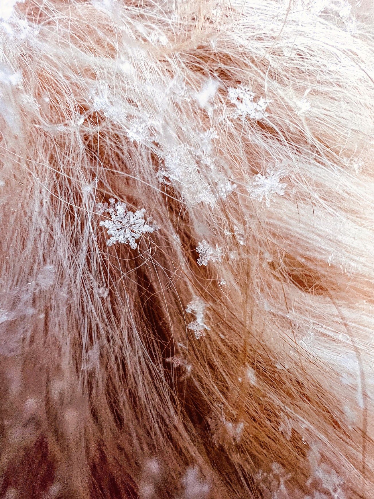 在iPhone宏挑战上为苹果拍摄的雪花在狗毛中cosup的镜头