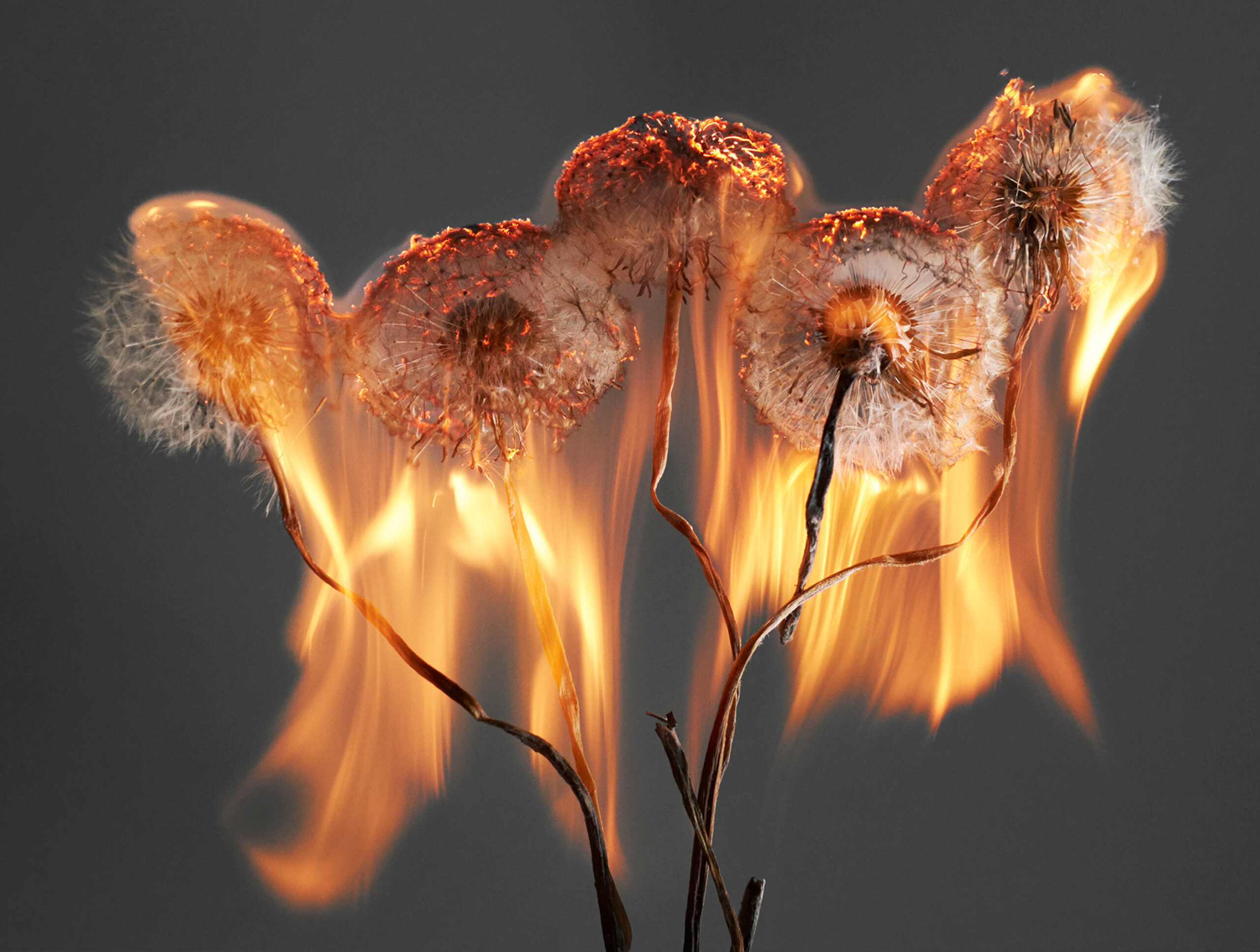 兰金笔下燃烧的蒲公英是爆炸世界的完美隐喻