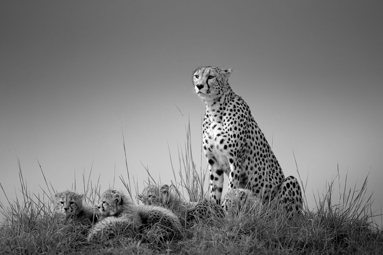 黑白照片奖猎豹与幼崽