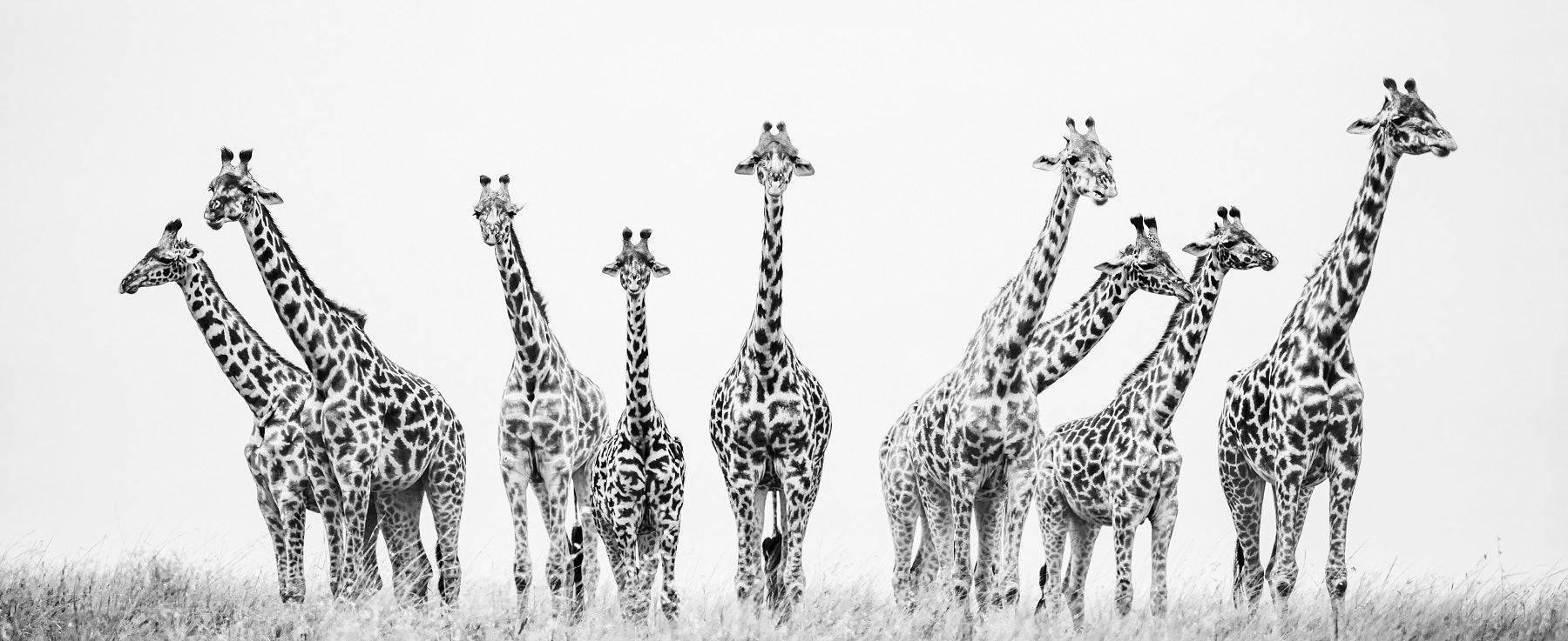 黑白照片奖长颈鹿