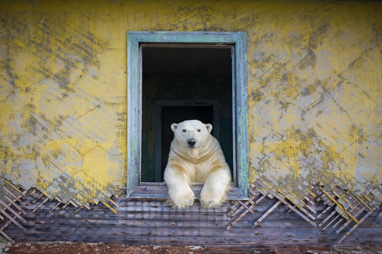 无人机照片授予北极熊