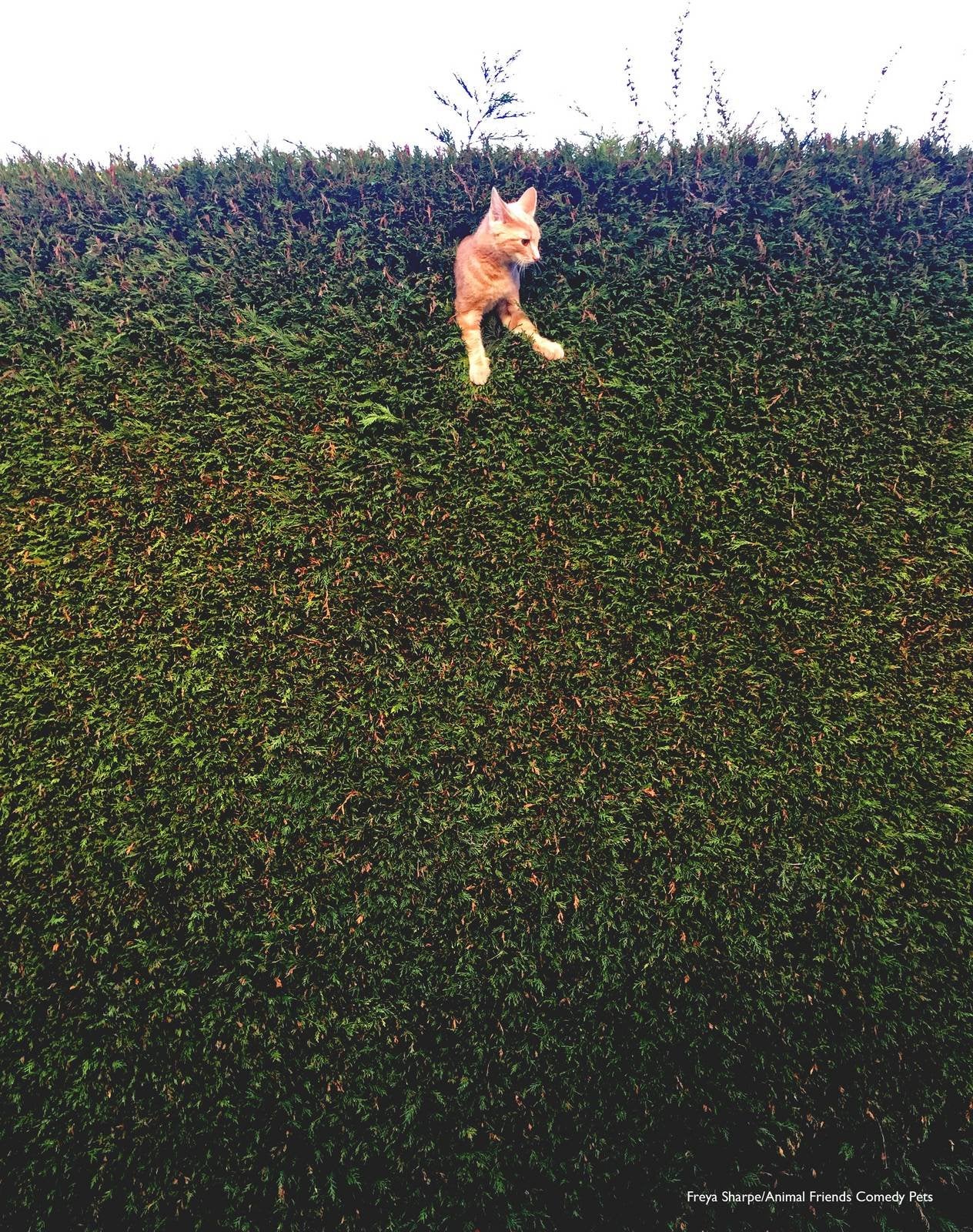 一只猫被卡在高高的树篱上。
