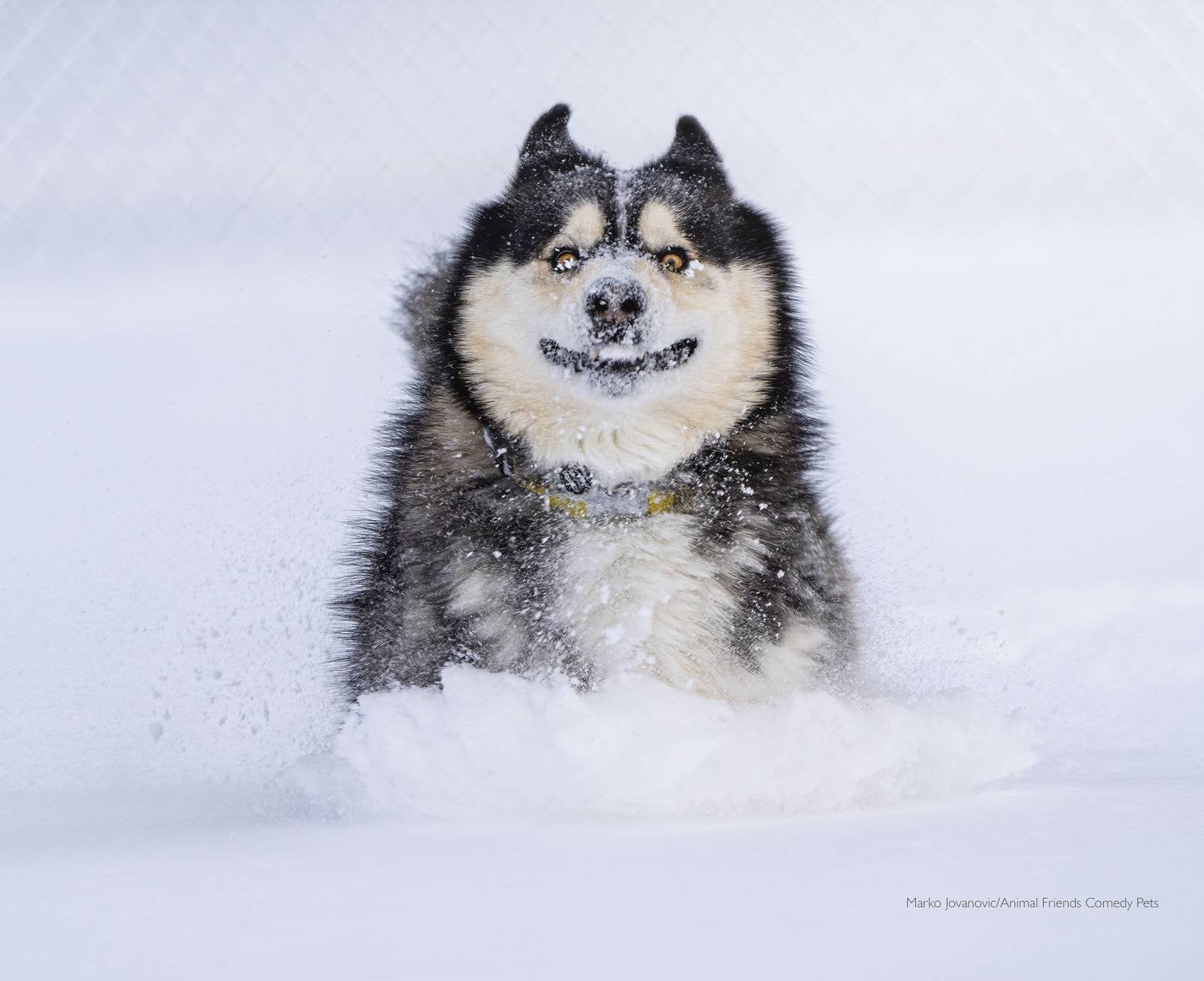 狗狗冲过雪地，表情滑稽。